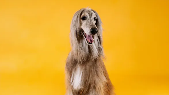 julio-bernal-unsplash